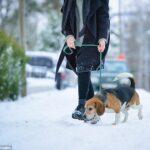 What ‘walkies’ says about your relationship with your dog